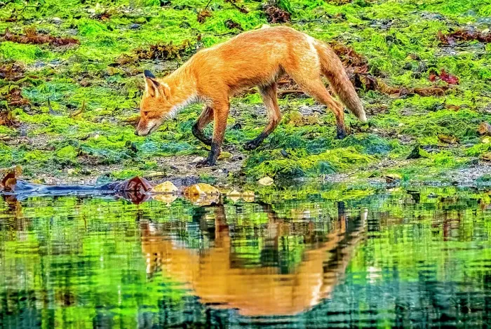 Framed Print : Katmai Peninsula, Alaska. Portrait of Alaskan red fox hunting among kelp in rocks lining the shore Framed Print : Katmai Peninsula, Alaska. Portrait of Alaskan red fox hunting among kelp in rocks lining the shore