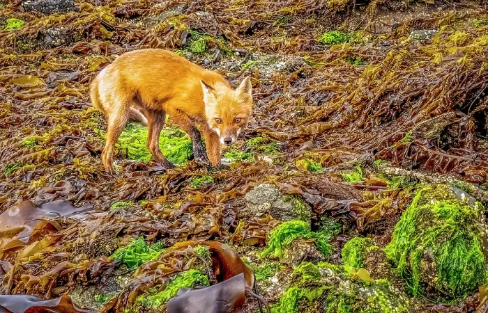 Framed Print : Katmai Peninsula, Alaska. Portrait of Alaskan red fox hunting among rocks lining the shore Framed Print : Katmai Peninsula, Alaska. Portrait of Alaskan red fox hunting among rocks lining the shore