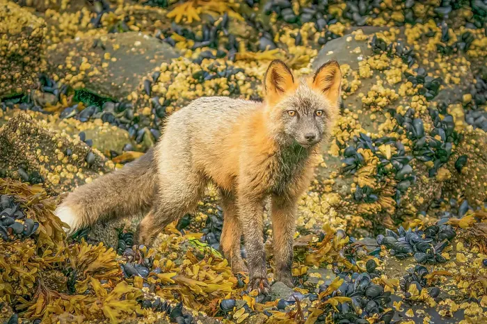 Framed Print : Katmai Peninsula, Alaska. Portrait of arctic fox, red fox mix hunting among rocks lining the shore Framed Print : Katmai Peninsula, Alaska. Portrait of arctic fox, red fox mix hunting among rocks lining the shore