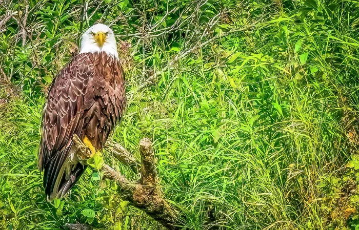 Framed Print : Katmai Peninsula, Alaska. Portrait of bald eagle scouting for fish during the fall salmon run. (Editorial Use Only) Framed Print : Katmai Peninsula, Alaska. Portrait of bald eagle scouting for fish during the fall salmon run. (Editorial Use Only)