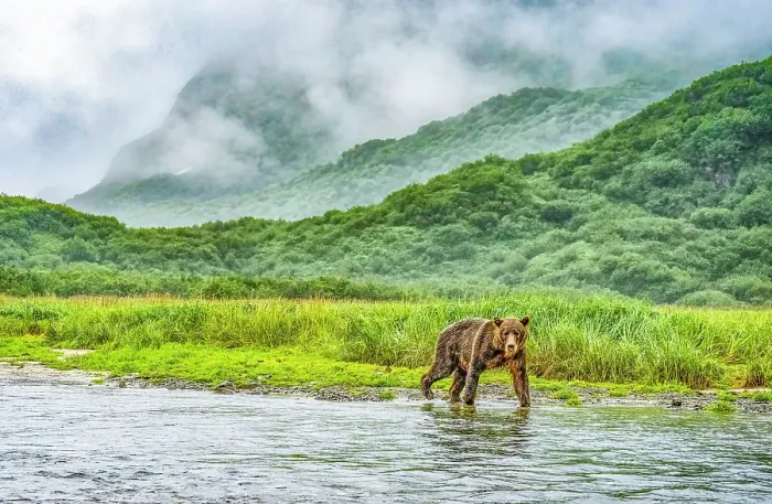 Framed Print : Katmai Peninsula, Alaska. Portrait of female brown bear walking out of the mist along the riverbank hunting for fish Framed Print : Katmai Peninsula, Alaska. Portrait of female brown bear walking out of the mist along the riverbank hunting for fish