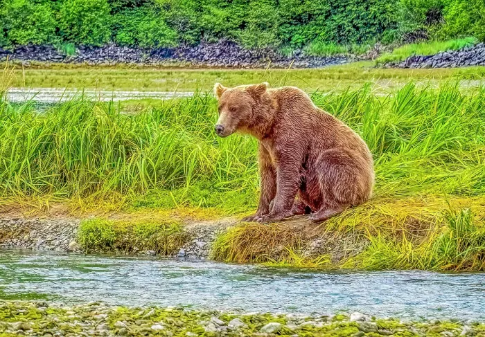 Framed Print : Katmai Peninsula, Alaska. Portrait of female brown bear watching for approaching males while hunting for fish Framed Print : Katmai Peninsula, Alaska. Portrait of female brown bear watching for approaching males while hunting for fish