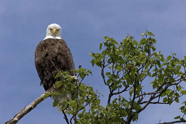 Katmai Peninsula, Alaska, U. S. A. American Bald Eagle