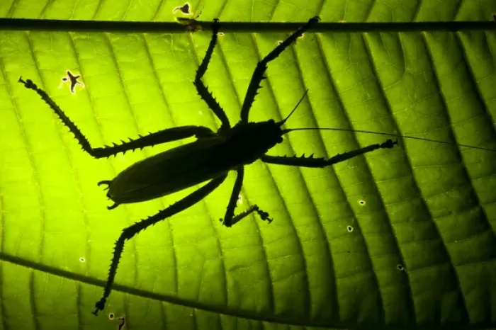 Framed Print : Katydid (Choeroparnops alatus), Yasuni National Park, Amazon Rainforest. ECUADOR Framed Print : Katydid (Choeroparnops alatus), Yasuni National Park, Amazon Rainforest. ECUADOR