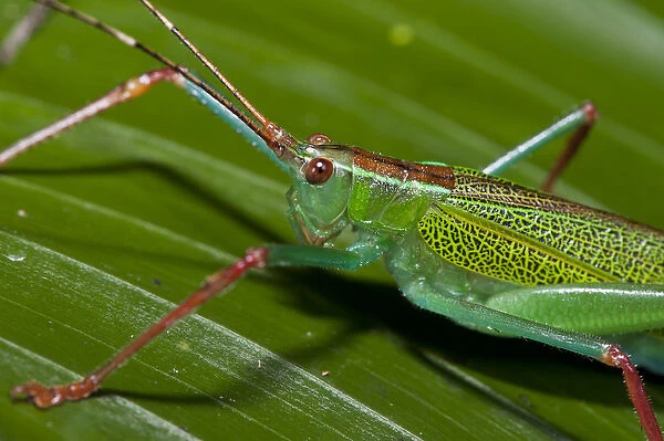 Katydid (Tettigoniidae), Yasuni National Park, Amazon Rainforest, ECUADOR. South America