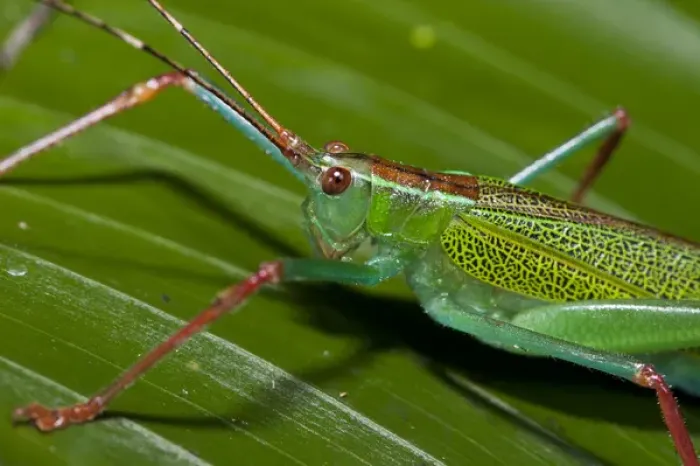 Framed Print : Katydid (Tettigoniidae), Yasuni National Park, Amazon Rainforest, ECUADOR. South America Framed Print : Katydid (Tettigoniidae), Yasuni National Park, Amazon Rainforest, ECUADOR. South America