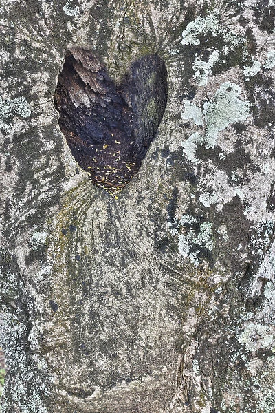 Kauai, Hawaii. tree trunk with heart shape in the bark