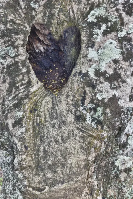 Framed Print : Kauai, Hawaii. tree trunk with heart shape in the bark
