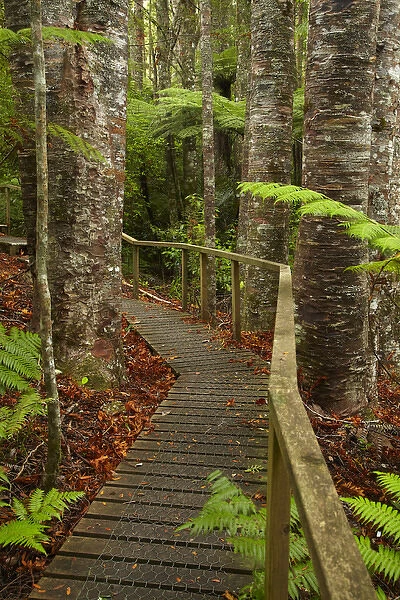 Kauri Trees and walking track, Parry Kauri Park, Warkworth, Auckland Region, North Island