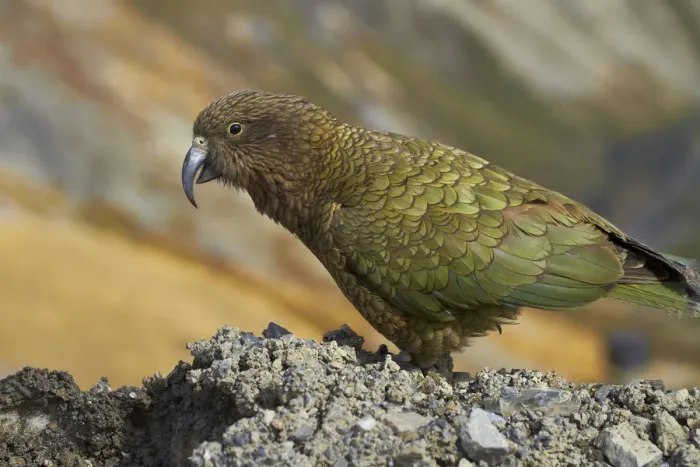 Framed Print : Kea (New Zealand alpine parrot, Nestor notabilis ), Mount Hutt, Canterbury, South Island Framed Print : Kea (New Zealand alpine parrot, Nestor notabilis ), Mount Hutt, Canterbury, South Island
