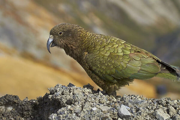 Kea (New Zealand alpine parrot, Nestor notabilis ), Mount Hutt, Canterbury, South Island