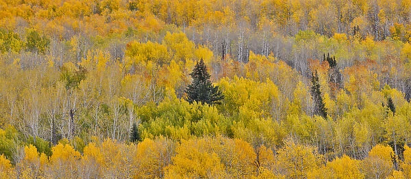 Keebler Pass, Colorado, Fall golden aspens in Panorama