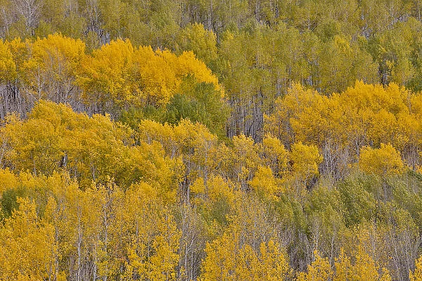 Keebler Pass, Colorado, Fall golden aspens
