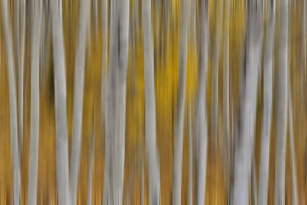 Keebler Pass, Colorado, Fall golden aspens Panning the tree trunks