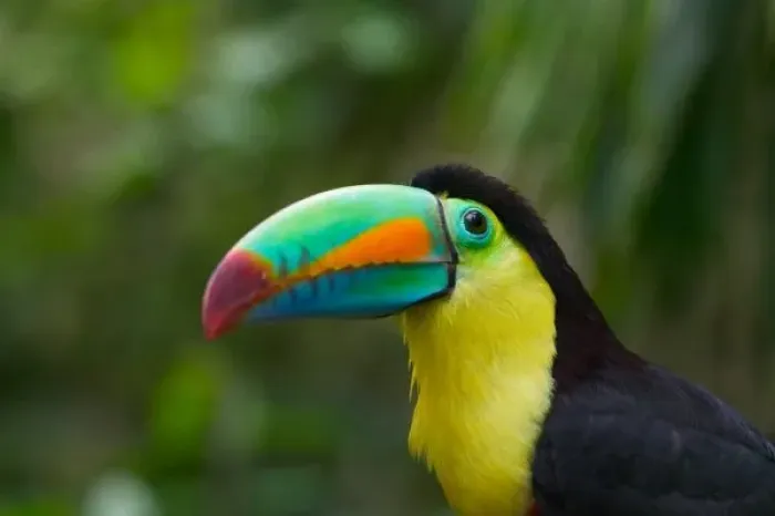 Framed Print : Keel-billed toucan
