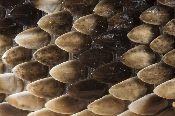 Keeled Scale Detail Eastern Diamondback Rattlesnake (Crotalus adamanteus)