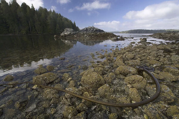 Keith Island, Broken Island Group, Pacific Rim National Park Preserve, British Columbia