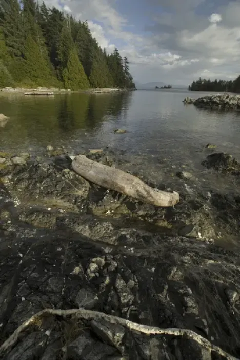 Framed Print : Keith Island Driftwood, Broken Island Group, Pacific Rim National Park Preserve, British Columbia