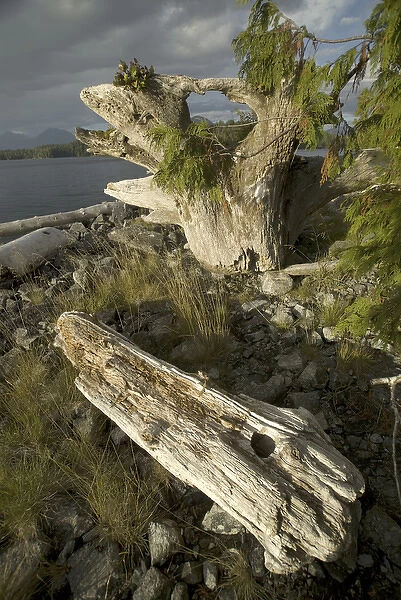 Keith Island Driftwood, Broken Island Group, Pacific Rim National Park Preserve, British Columbia