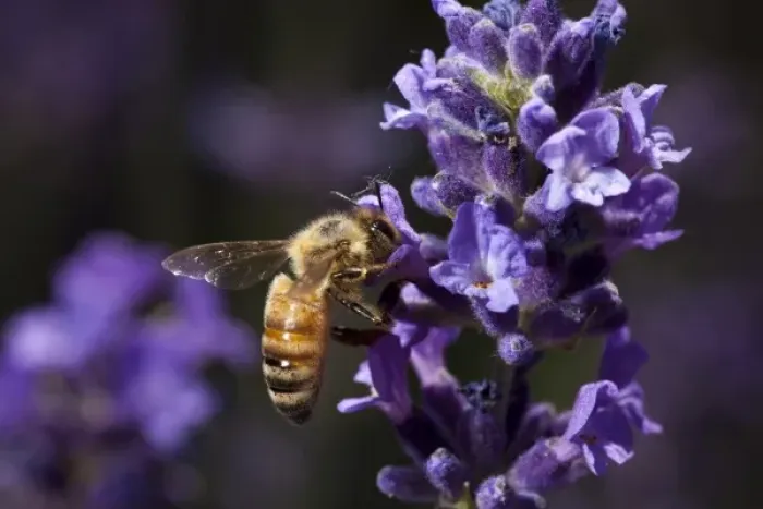 Framed Print : Keizer, Oregon, Honey Bee gathering nectar