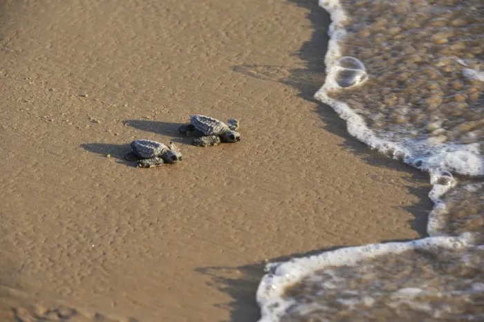 Framed Print : Kemps ridley sea turtle (Lepidochelys kempii), baby turtles walking towards surf Framed Print : Kemps ridley sea turtle (Lepidochelys kempii), baby turtles walking towards surf