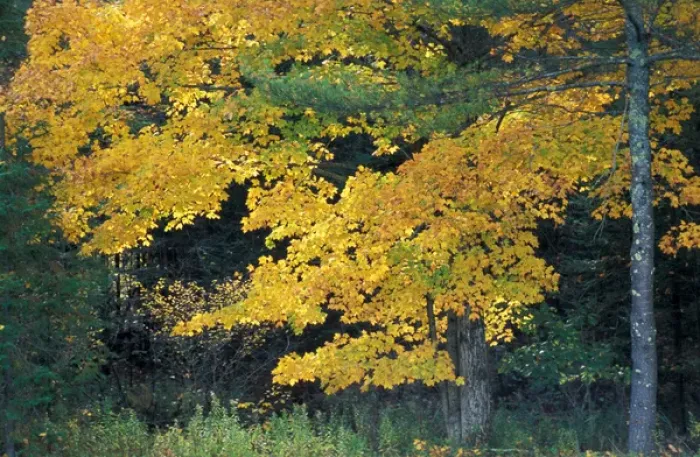 Framed Print : Kennebunkport, ME The backlit leaves of a sugar maple, Acer sacharrum, in fall