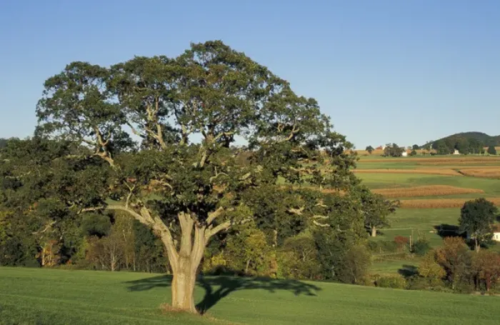 Framed Print : Kent, CT An Oak tree in a field in the Litchfield Hills of western Connecticut
