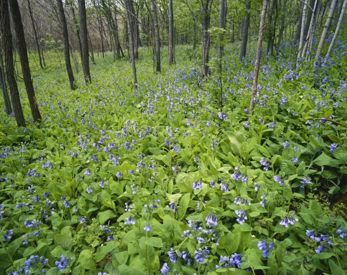 Framed Print : Kentucky, Jessamine Creek Gorge, Virginia Bluebells (Mertensia Virginica) growing Framed Print : Kentucky, Jessamine Creek Gorge, Virginia Bluebells (Mertensia Virginica) growing