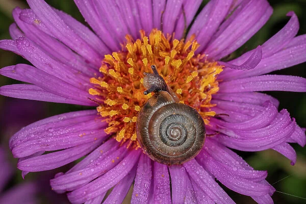 Kentucky land snail on purple flower, Kentucky