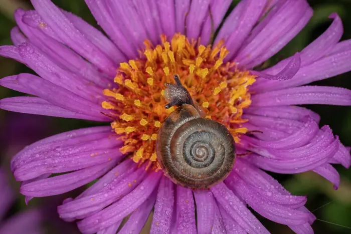 Framed Print : Kentucky land snail on purple flower, Kentucky
