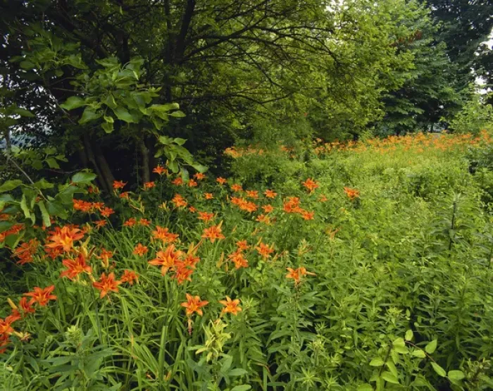 Framed Print : Kentucky, Louisville, Day lilies growing along edge of woods Framed Print : Kentucky, Louisville, Day lilies growing along edge of woods