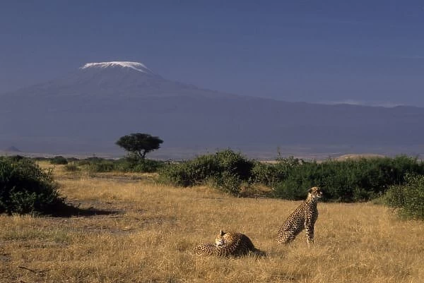Kenya: Amboseli, two cheetahs ( Acinonyx jubatus ), lying in grass with Acacia tree