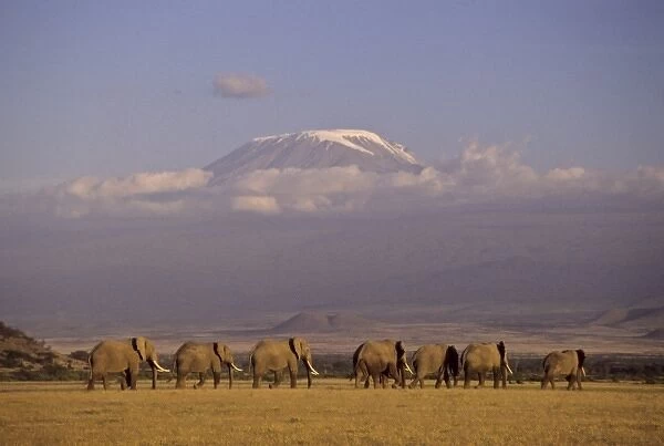 Kenya, Amboseli. Herd of African elephants (Loxodonta africana) with Mt Kilimanjaro