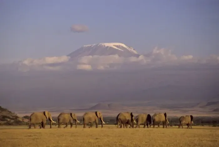 Framed Print : Kenya, Amboseli. Herd of African elephants (Loxodonta africana) with Mt Kilimanjaro