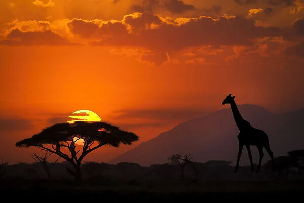 Kenya, Amboseli National Park. Abstract sunset with giraffe and acacia tree silhouettes