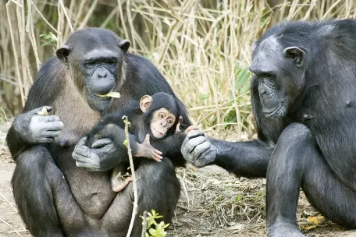 Framed Print : Kenya. Chimpanzee family on an island at Sweetwaters Tented Camp Framed Print : Kenya. Chimpanzee family on an island at Sweetwaters Tented Camp