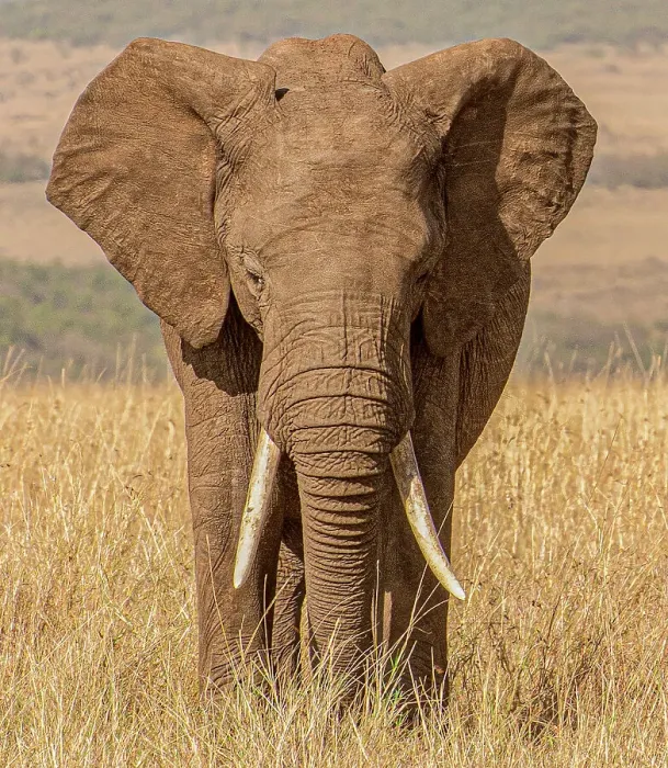 Framed Print : Kenya. Elephant standing Framed Print : Kenya. Elephant standing