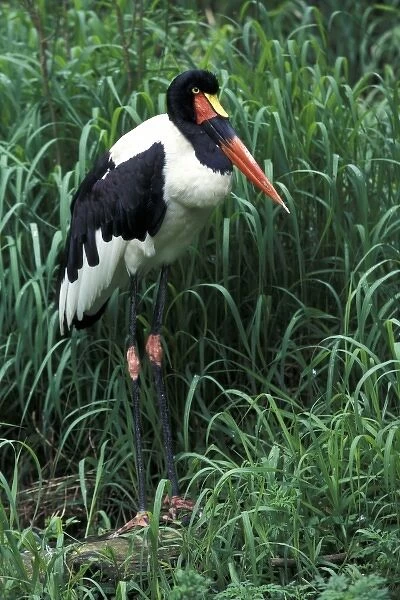 Kenya. Female Saddlebill Stork (Ephippiorhynchus senegalensis)