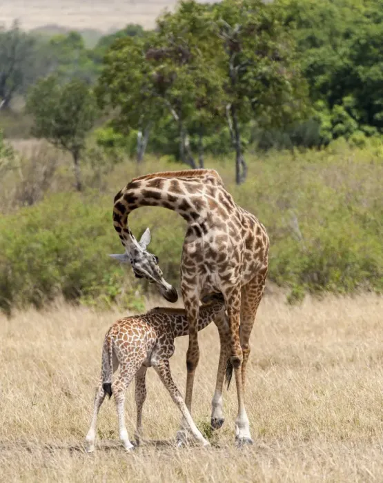 Framed Print : Kenya, Giraffe, mother, baby feeding Framed Print : Kenya, Giraffe, mother, baby feeding
