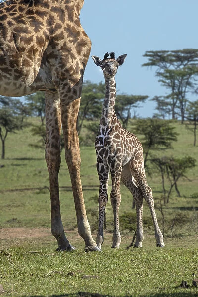 Kenya, Kenya, Masai Mara Conservancy. Group of adult giraffes