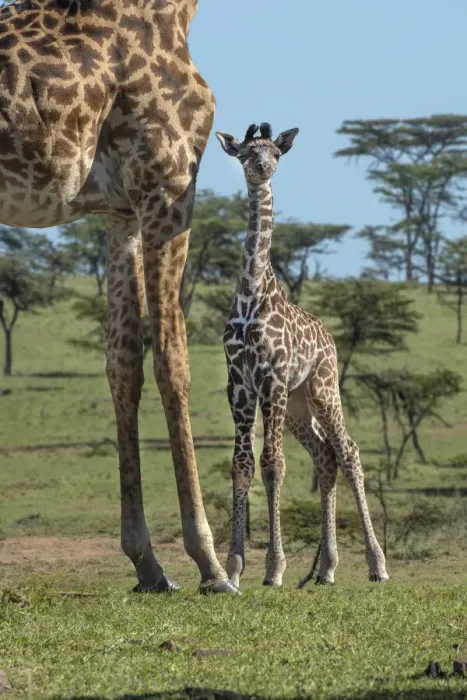 Framed Print : Kenya, Kenya, Masai Mara Conservancy. Group of adult giraffes Framed Print : Kenya, Kenya, Masai Mara Conservancy. Group of adult giraffes
