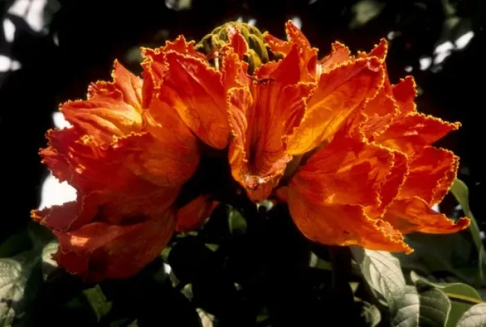 Framed Print : Kenya, Kitale. Flame tree blossom or African tulip tree (Spathodea campanulata) Framed Print : Kenya, Kitale. Flame tree blossom or African tulip tree (Spathodea campanulata)