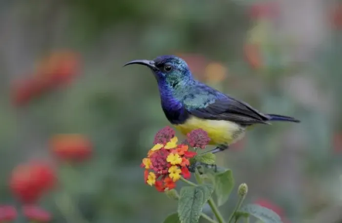 Framed Print : Kenya, Lake Naivasha. Variable sunbird male on flowers Framed Print : Kenya, Lake Naivasha. Variable sunbird male on flowers