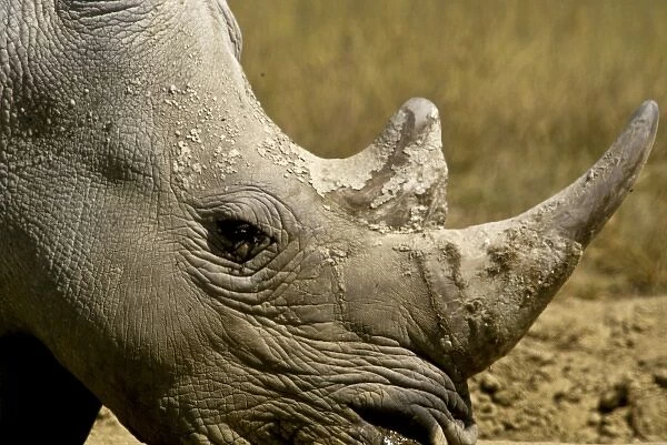 Kenya: Lake Nakuru, head of white rhinoceros ( Ceratotherium simum )
