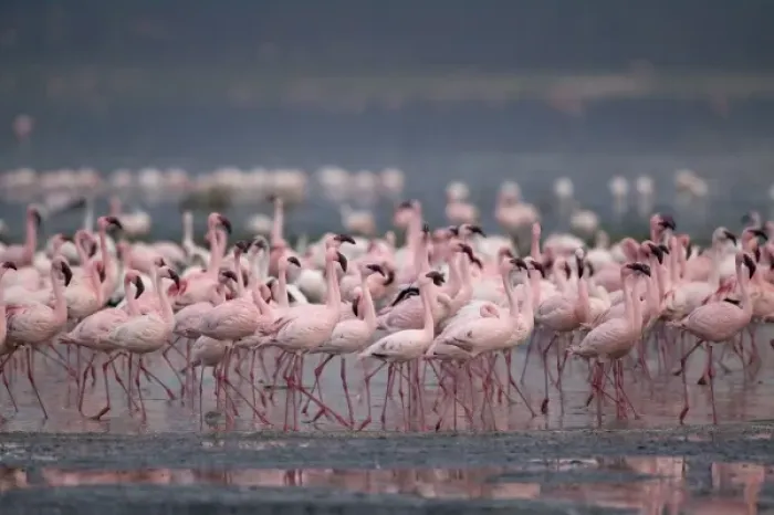 Framed Print : Kenya, Lake Nakuru National Park, Lesser Flamingoes (Phoeniconaias minor) flock in Framed Print : Kenya, Lake Nakuru National Park, Lesser Flamingoes (Phoeniconaias minor) flock in