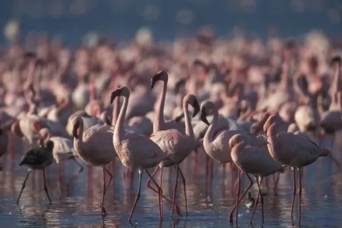 Framed Print : Kenya, Lake Nakuru National Park, Lesser Flamingoes (Phoeniconaias minor) flock in Framed Print : Kenya, Lake Nakuru National Park, Lesser Flamingoes (Phoeniconaias minor) flock in