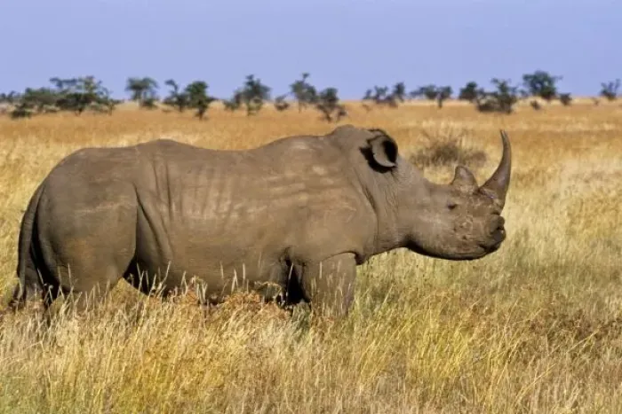 Framed Print : Kenya: Lewa Wildlife