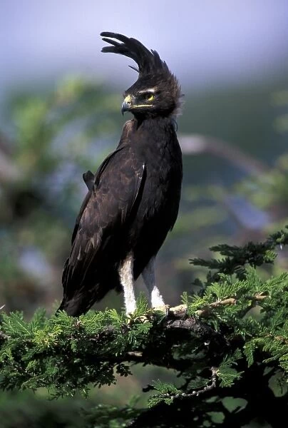 Kenya. Long-crested Eagle (lophaetus occipitalis)