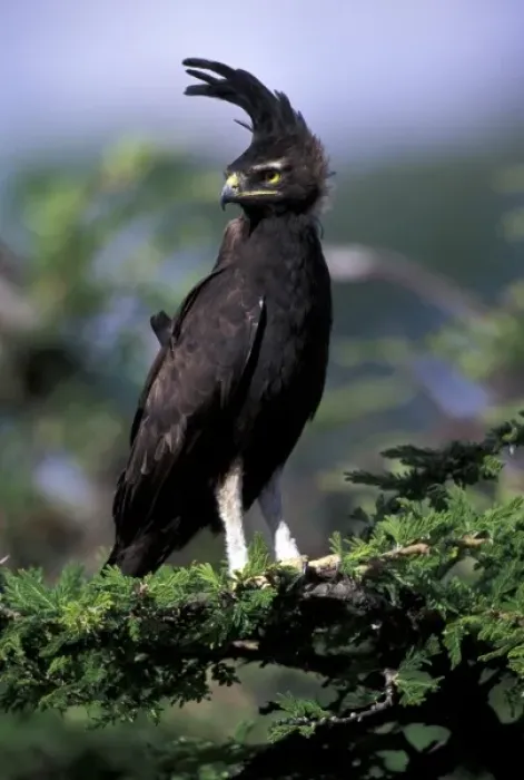 Framed Print : Kenya. Long-crested Eagle (lophaetus occipitalis) Framed Print : Kenya. Long-crested Eagle (lophaetus occipitalis)