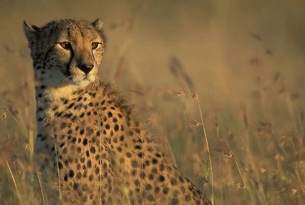 Kenya, Masai Macra Game Reserve, Tight portrait of Cheetah (Acinonyx jubatas) sitting